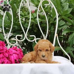 Rhett, Miniature Poodle Puppy